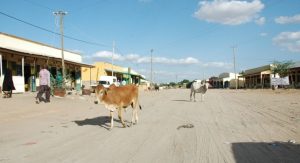 Picture: Garissa Cows in town 300x163 Garissa