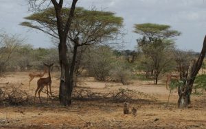 Picture: Gerenuks Giraffe Gazelles 300x189 Garissa