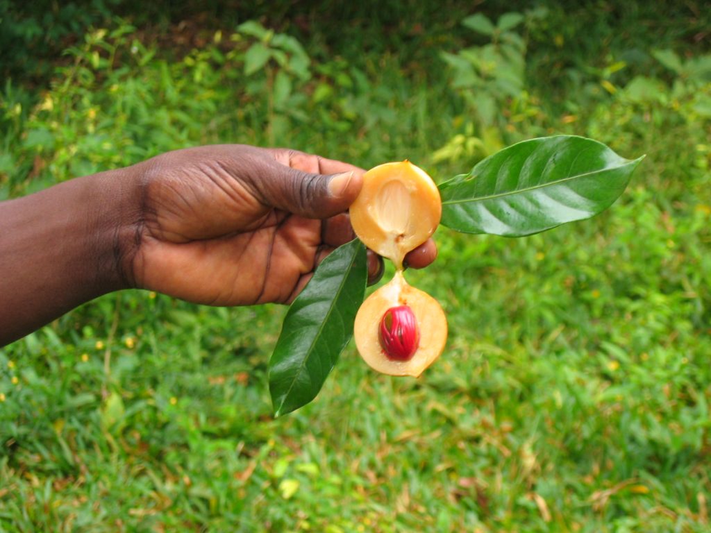 Zanzibar Spice Tour - Nutmeg