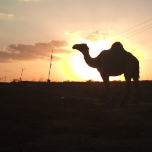 Camel in the sunset - picture shot in the outskirts of Garissa