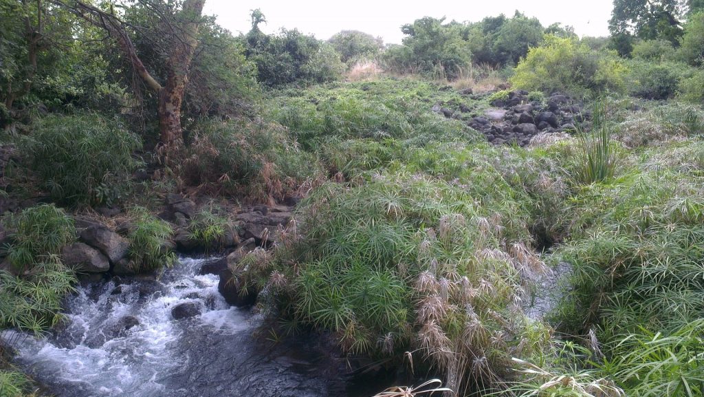 Mzima Springs, in Tsavo National Park