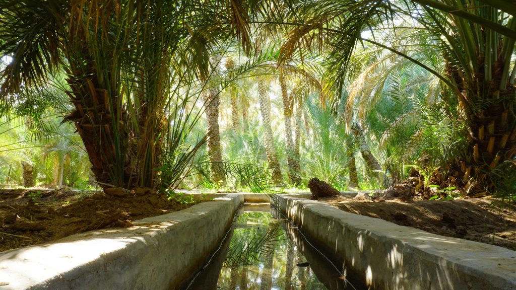 The Al Ain Oasis - A green haven in the middle of the desert, and a UNESCO World Heritage Site