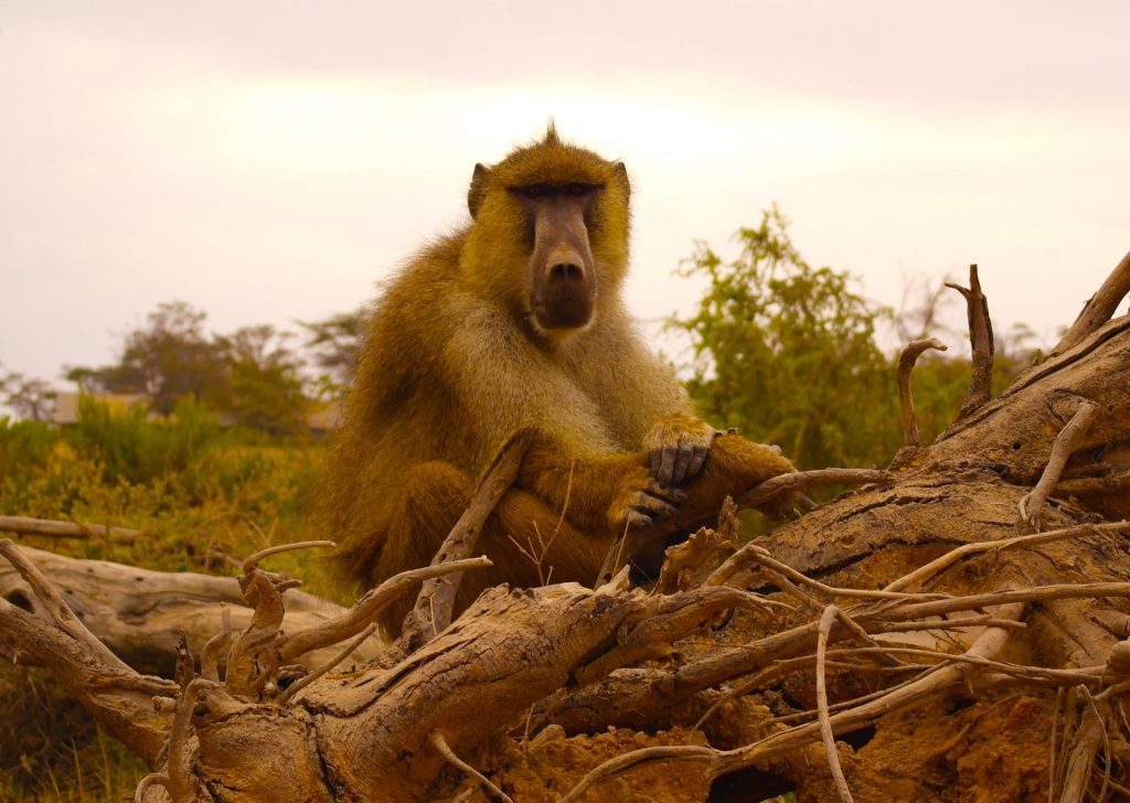 Amboseli - monkey