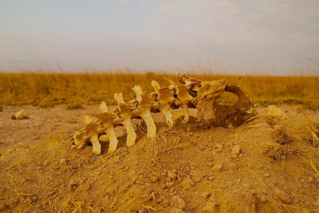 Amboseli - skull