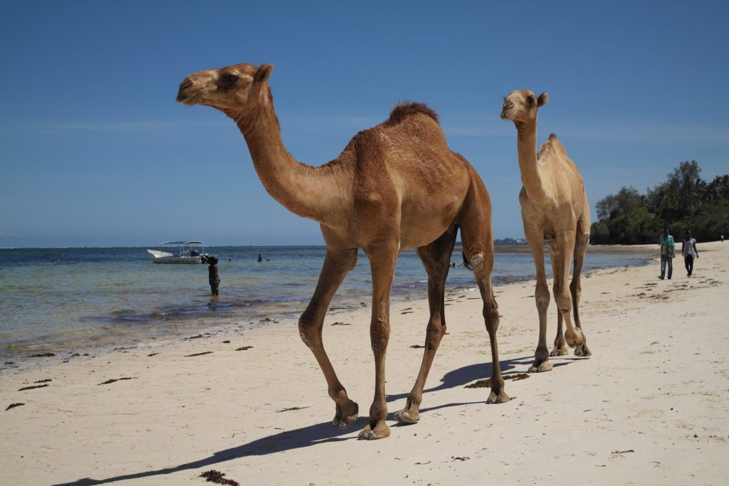 Camels on the beach in Mombasa