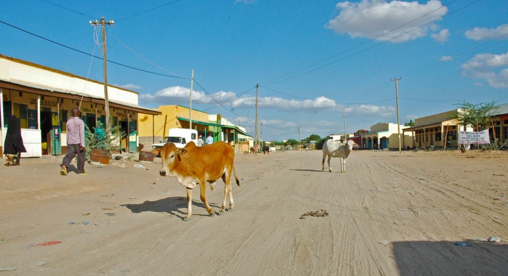 Garissa - Cows in the main streets