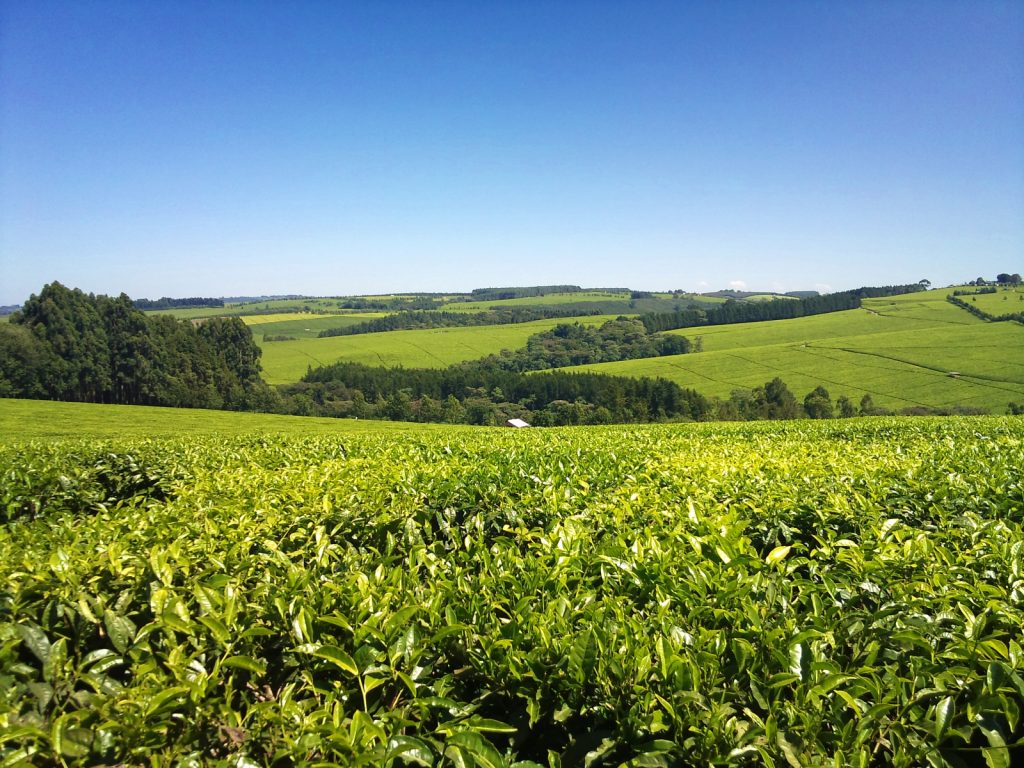 Finlays Tea Estate - Kericho