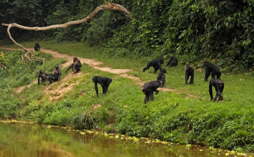 Kinsahsa - Bonobo sanctuary