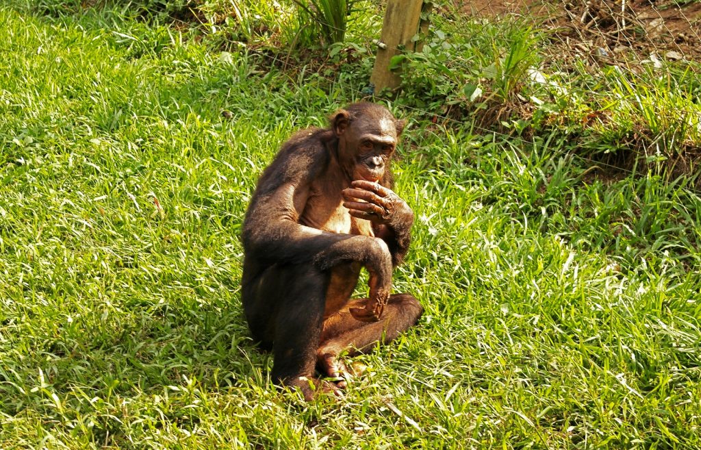 Bonobo sanctuary in Kinshasa - a bonobo in deep thought