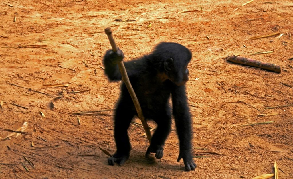 Bonobo sanctuary - a baby bonobo picking up a stick