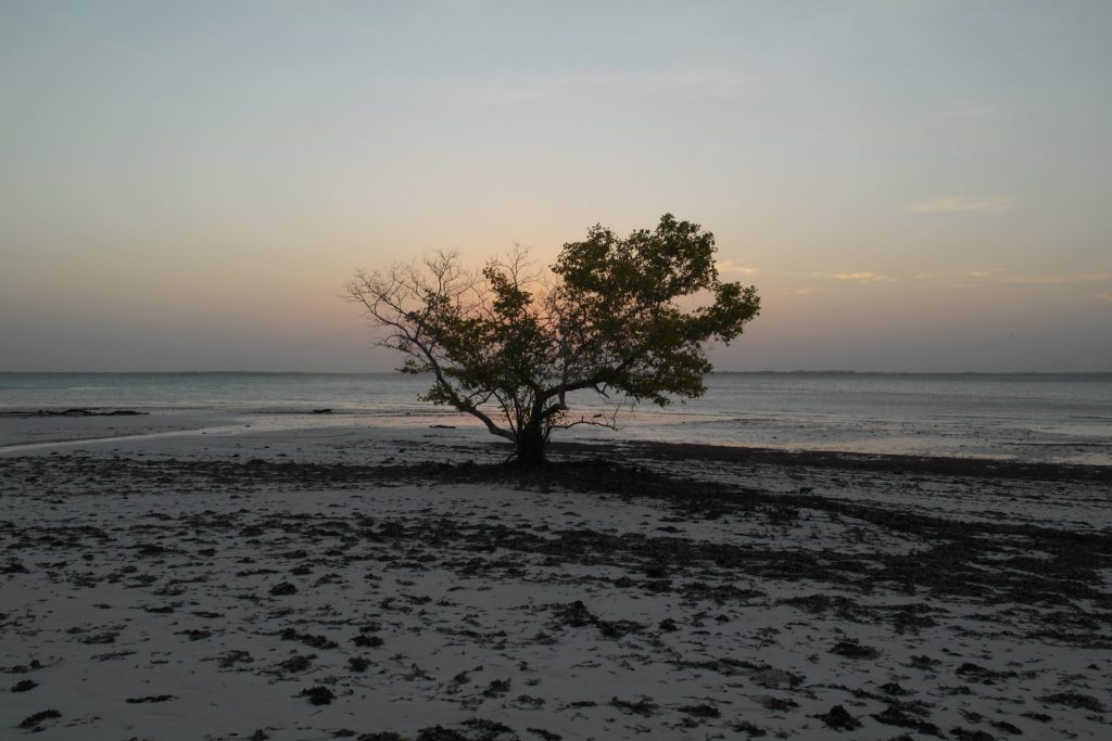 Michamvi - late evening