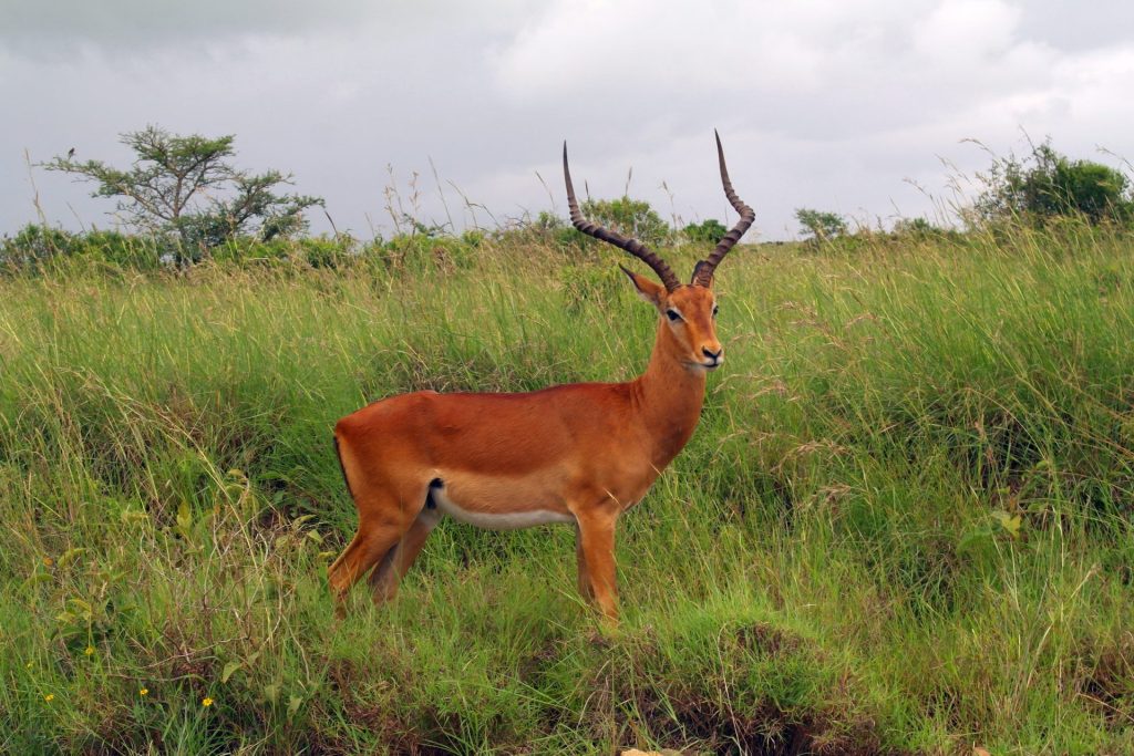 Gazelle in Nairobi National Park