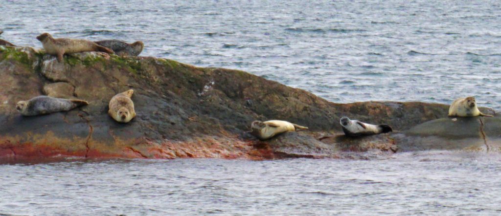 Sotenäs - seals