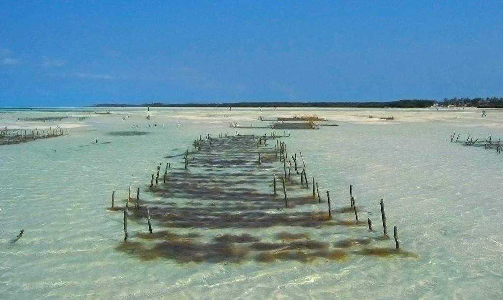 Seaweed Farm in Jambiani, Zanzibar. Seaweed farming is a cornerstone of the local economy
