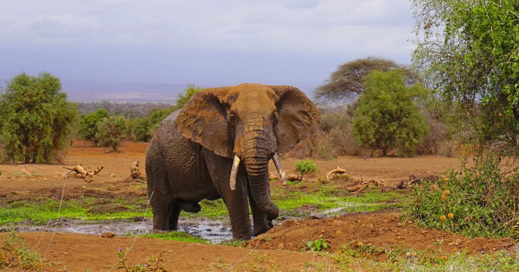 Amboseli - elephant