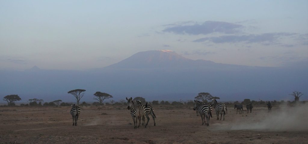 Amboseli - Zebras in front of Kilimanjaro