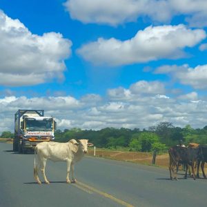 Makueni A109 - Cows on the highway