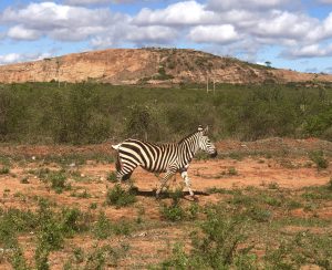 Road trip to Mombasa 1 Tsavo - Zebra along the road