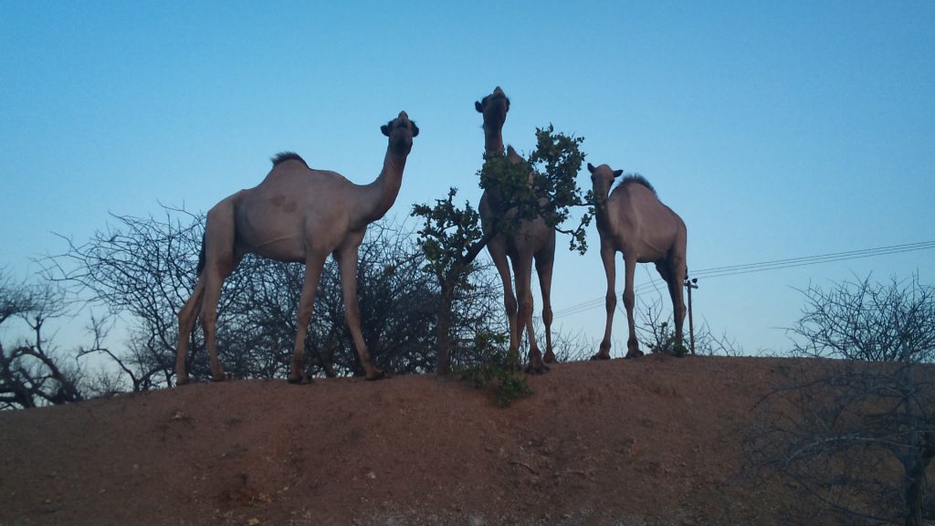 3 Camels