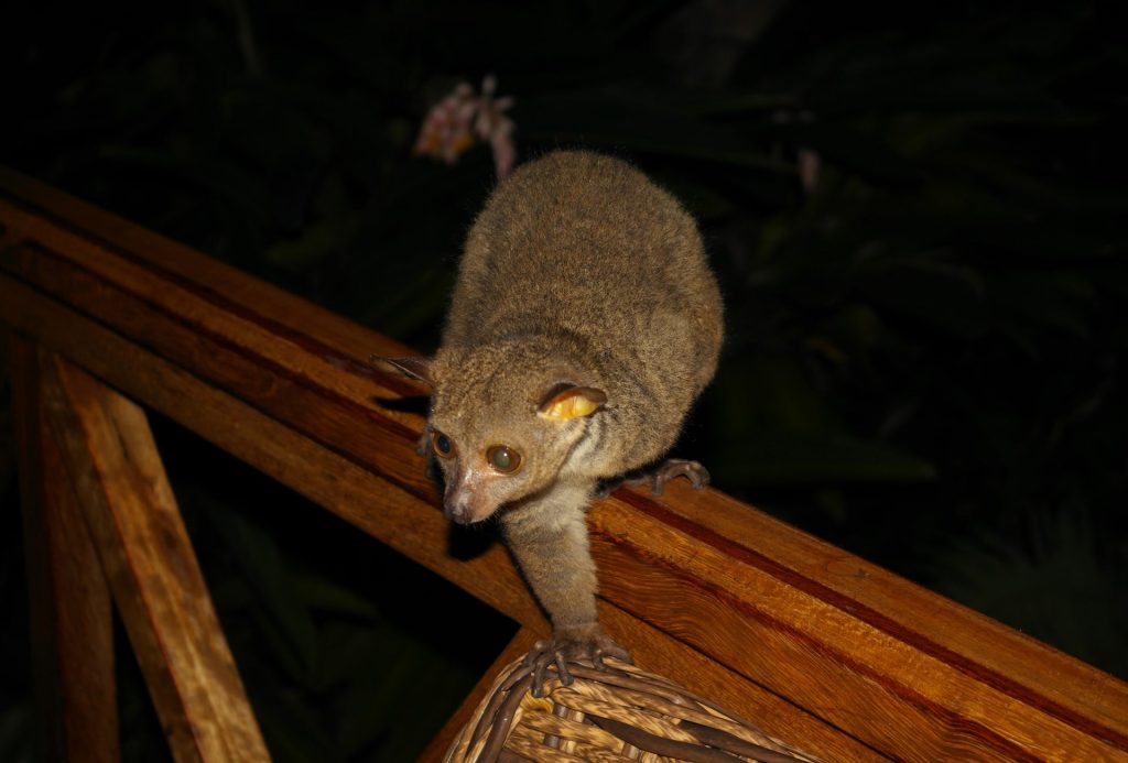 Bush baby
