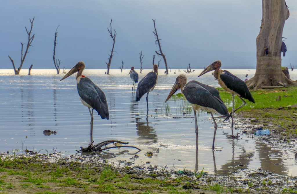 Flamingos in Lake Naivasha