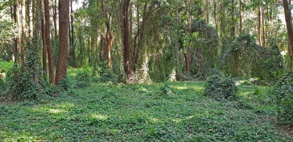 The Ivy Forest in Karura - Nairobi is blessed with parks and forests.  The northeastern part of Karura Forest stands out with vast section almost completely covered with ivy