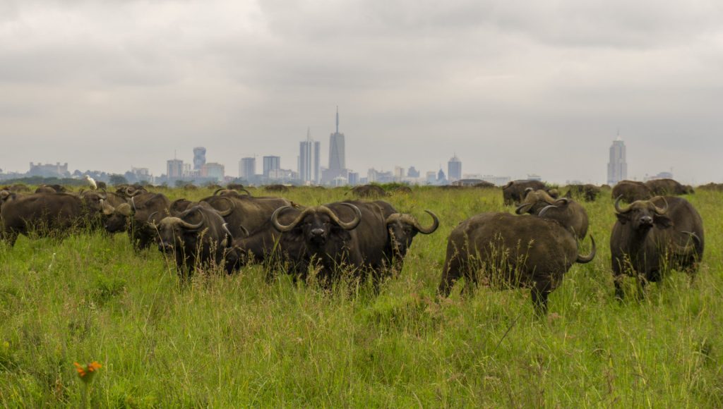 Nairobi National Park – Buffalos in front of the Nairobi skyline