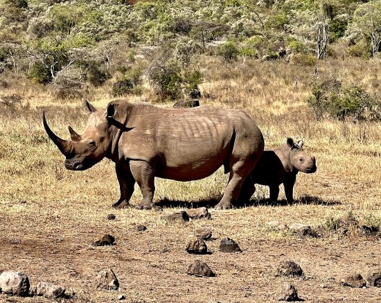 Lake Nakuru - White Rhino